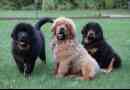 Tibeti mastiff - mi a fajta jellemzője?